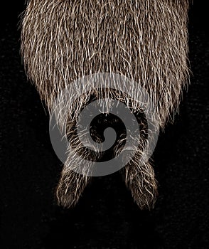 Spinnerets On An Australian Tarantula photo
