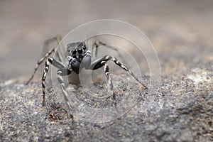 Spinnerets of Spine head jumping spider, Cyrba ocellata