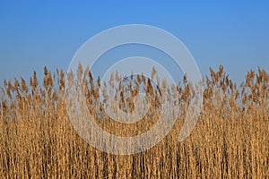 Spinney of reed in evening light with blue sky in background. Field of colorful dry grass around lake