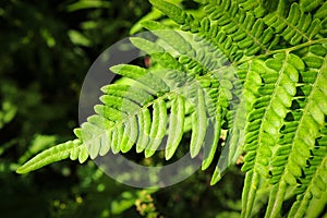 Green fern leaves backlit by the sun.