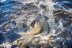 Spinning fishing lure fishing trout in lakes of Scandinavia.