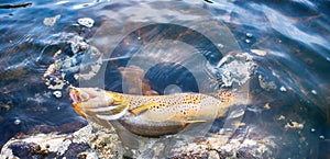 Spinning fishing lure fishing trout in lakes of Scandinavia.