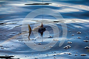 Spinning fishing (lure fishing) trout in lakes of Scandinavia.