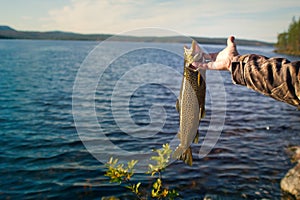 Spinning fishing (lure fishing) trout in lakes of Scandinavia.