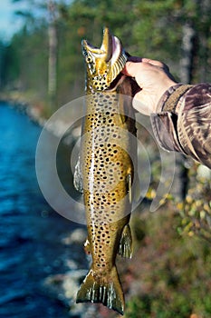 Spinning fishing (lure fishing) trout in lakes of Scandinavia.