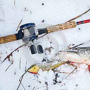 Spinning rod with baitcasting reel, bait and caught a pike lying on snow in the winter