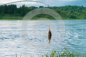 Spinning rod and fish near river