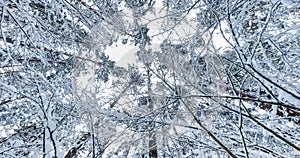 Spinning, rotation and Looking up into winter snow covered forest. Trees growing in the sky