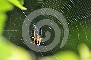 Spinning spider