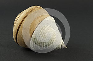 Spinning top on black