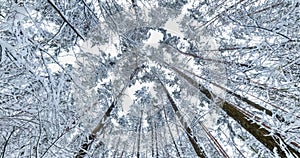 spinning and torsion and Looking up into winter snow covered forest. Trees growing in the sky
