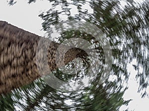 Spinning up a pine tree