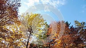 Spinning view from bottom on autumn forest crown