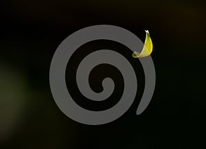 Spinning in the Wind