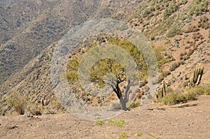 Spino tree Acacia caven growing on the mountains photo