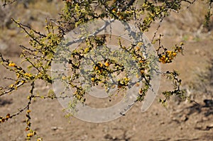 Spino Acacia caven growing at Cerro Pochoco, Santiagom Chile photo