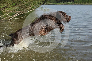 Spinone italiano jumping in water photo