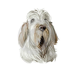 Spinone Italiano purebred dog with long haired coat digital art. Domestic animal with furry face watercolor pet portrait closeup