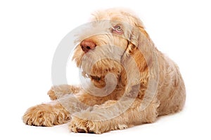 Spinone puppy