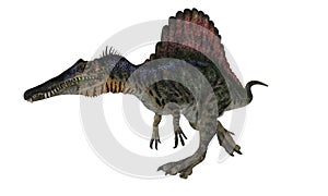 Spinosaurios Isolated