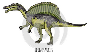 Spinosaurus color drawing. Prehistoric carnivore animal with spine bones