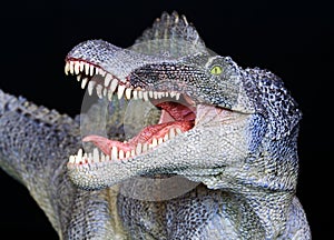 A Spinosaurus Dinosaur Close Up Against Black