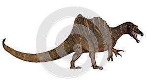 Spinosaurus dinosaur raoring while walking - 3D render