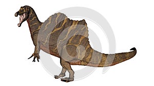 Spinosaurus dinosaur raoring while walking - 3D render