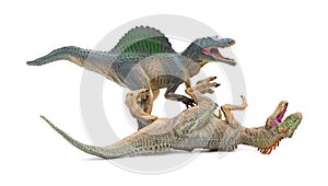 Spinosaurus fights with allosaurus on white background