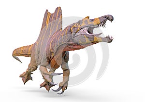 Spinosaurus jumping in white background