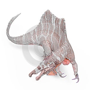 Spinosaurus top view in white background