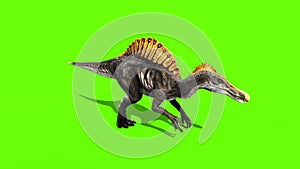 Spinosaurus Walkcycle Dinosaurs Green Sceen 3D Rendering Animation
