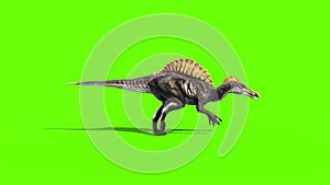 Spinosaurus Walkcycle Dinosaurs Side Green Sceen 3D Rendering Animation