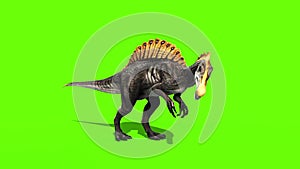 Spinosaurus Walks Dinosaurs Green Sceen 3D Rendering Animation