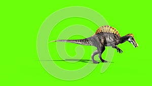 Spinosaurus Walks Dinosaurs Side Green Sceen 3D Rendering Animation