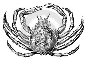 Spinous spider crab, vintage illustration