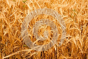 Spinous wheat in the field