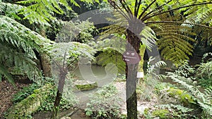 Spinulose Tree Fern in Emei Mountain photo
