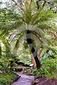 Spinulose tree fern in Kirstenbosch National Botanical Garden