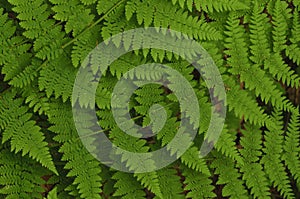 Spinulose Wood Fern (Dryopteris carthusiana), Siamese Ponds Wilderness Area, Adirondack Forest Preserve, New York, USA photo