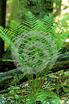 Spinulose Woodfern   45109