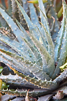 Spiny Aloe Plant