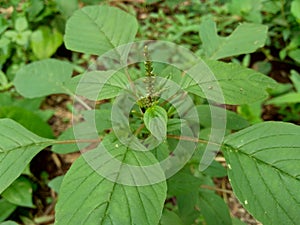 Spiny amaranth, Spiny pigweed, Prickly amaranth or Thorny amaranth Amaranthus Spinosus is the spiky tree growing in the nature h