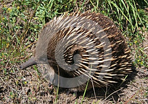 Spiny Anteater in Australia