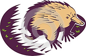 Spiny anteater or echidna