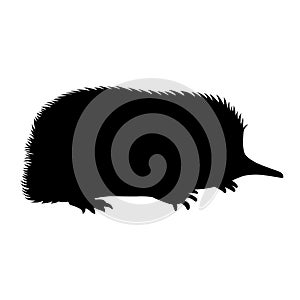 Spiny anteaters