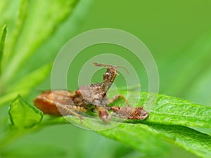 Spiny Assassin Bug