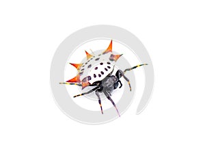 Spiny backed orb weaver spider - Gasteracantha cancriformis - aka crab or kite spider crawling right view isolated on white