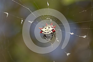 Spiny-Backed Orbweaver Spider