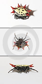 Spiny-Backed Orbweaver Spider photo